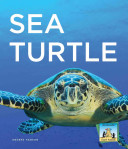 Image for "Sea Turtle"